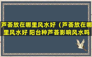 芦荟放在哪里风水好（芦荟放在哪里风水好 阳台种芦荟影响风水吗）